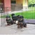 Ferplast Enclos éducatif pour chiots et chiens DOG TRAINING