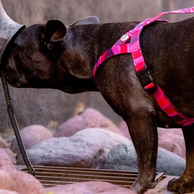Barkalot Harnais pour Chien Camouflage Rose