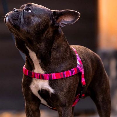 Barkalot Harnais pour Chien Camouflage Rose