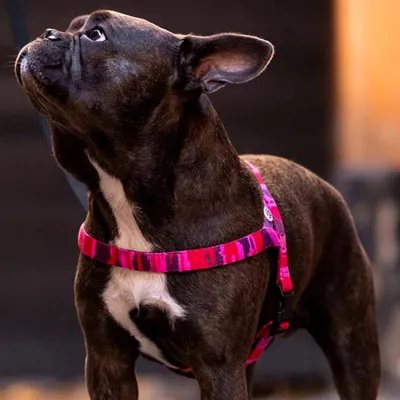 Barkalot Harnais pour Chien Camouflage Rose