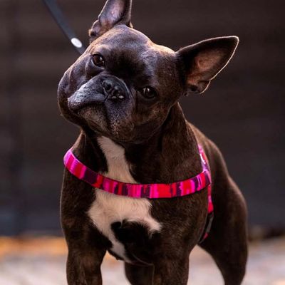 Barkalot Harnais pour Chien Camouflage Rose
