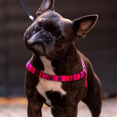 Barkalot Harnais pour Chien Camouflage Rose