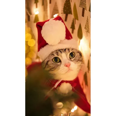 Yutdeng Robe Noel Chat 4 Capes de Noel pour Animal Chapeau de Noel Echarpe