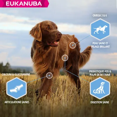 Eukanuba Croquettes Adulte Contrôle de Poids pour Chien