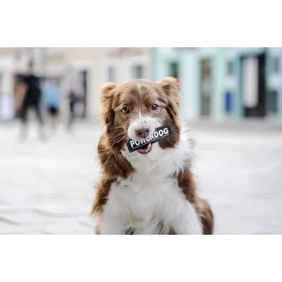 Patches interchangeables Julius-K9