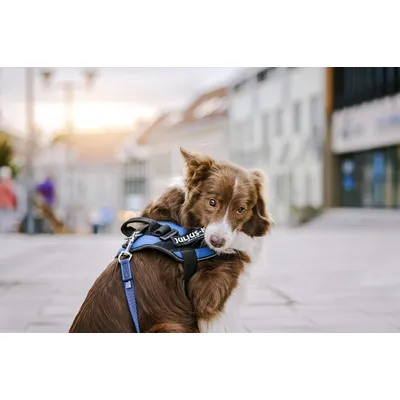 Patches interchangeables Julius-K9