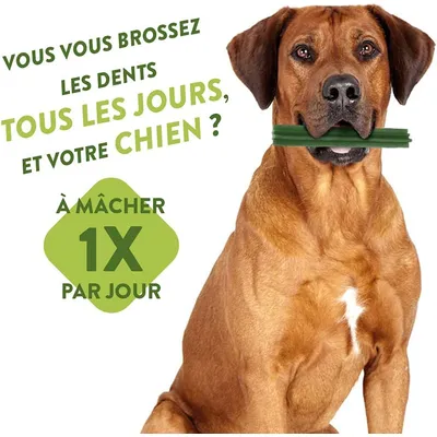 WHIMZEES Friandises Naturelles pour Chiens – Hygiène Bucco-Dentaire