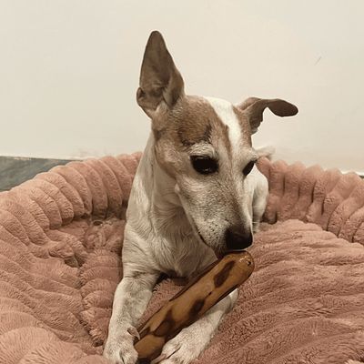 PONGO - BOIS D'OLIVIER 100% NATUREL