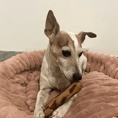 PONGO - BOIS D'OLIVIER 100% NATUREL