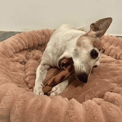 PONGO - BOIS D'OLIVIER 100% NATUREL