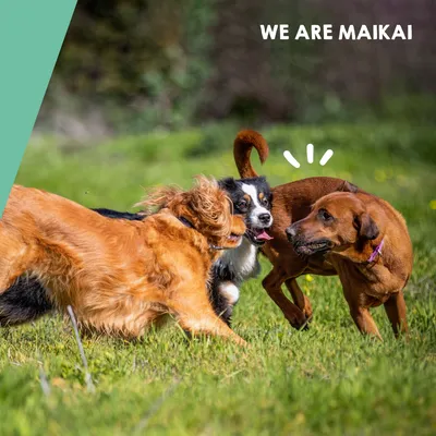 MAIKAI Comprimés Anti Arthrose Chiens de Grande Taille