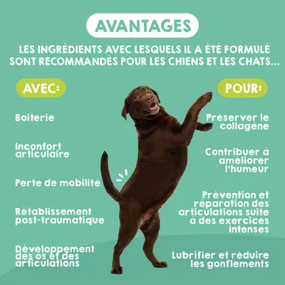 MAIKAI Comprimés Anti Arthrose Chiens de Grande Taille
