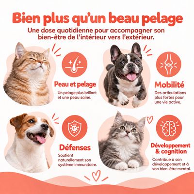 MAIKAI Huile de Saumon Chien et Chat - 100% Naturel - Riche en Omega 3