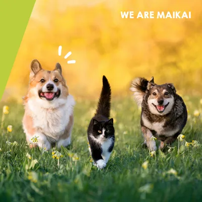 MAIKAI Comprimés Anti Arthrose Chat et Chien Petite et Moyenne Taille