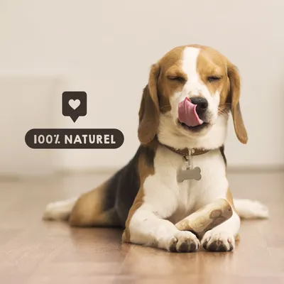 MAIKAI Bâton à Mâcher en Bois de Café - Jouet Naturel pour Chien