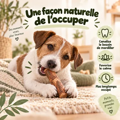 MAIKAI Bois Olivier Chien 100% Naturel - Bâton Mastication Chien MAIKAI Bois Olivier Chien 100% Naturel - Bâton Mastication Chien