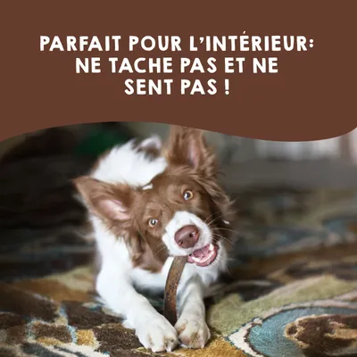 Bois de Cerf pour Chien 100% Naturel - Os à Mâcher - Jouet Résistant