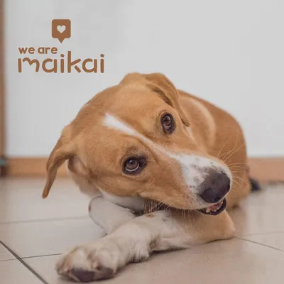 MAIKAI Bois de Cerf Tranché pour Chien 100% naturel - Os à Mâcher