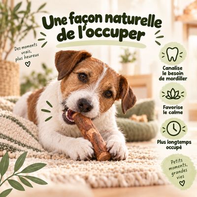 MAIKAI Bois Olivier Chien 100% Naturel - Bâton Mastication Chien
