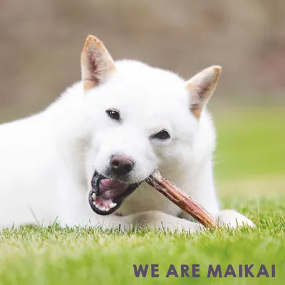 MAIKAI Nerfs de Bœuf Séché pour Chien (Lot 2x4 units) - 100% Naturels MAIKAI Nerfs de Bœuf Séché pour Chien (Lot 2x4 units) - 100% Naturels