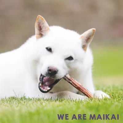 MAIKAI Nerfs de Bœuf Séché pour Chien  (Lot 2x4 units) - 100% Naturels