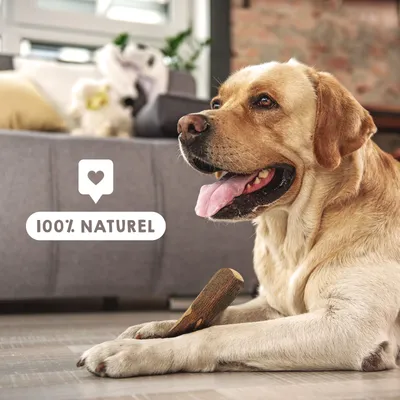 MAIKAI Bois Olivier Chien 100% Naturel - Bâton Mastication Chien