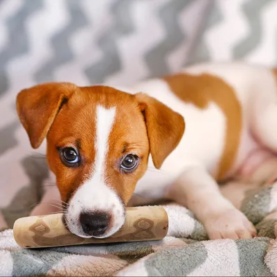 MAIKAI Bâton à Mâcher en Bois de Café - Jouet Naturel pour Chien