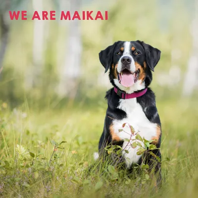 MAIKAI Tendons de Boeuf pour Chiens - Friandise Naturel