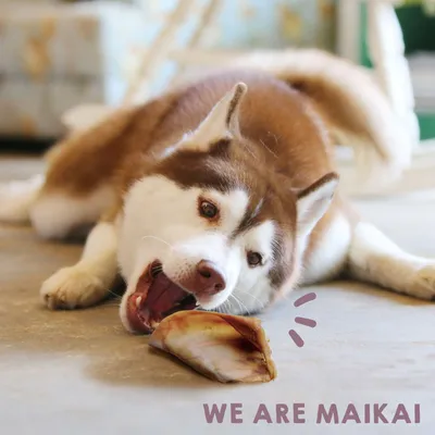 MAIKAI Oreilles de Porc pour Chien - Friandises à Mâcher 100% Naturels MAIKAI Oreilles de Porc pour Chien - Friandises à Mâcher 100% Naturels