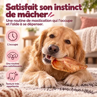 MAIKAI Oreilles de Porc pour Chien - Friandises à Mâcher 100% Naturels MAIKAI Oreilles de Porc pour Chien - Friandises à Mâcher 100% Naturels