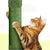 Katzenbaum 123cm Kaktus Oase-Thema Kratzbaum mit 2 Plattformen 2 Höhle