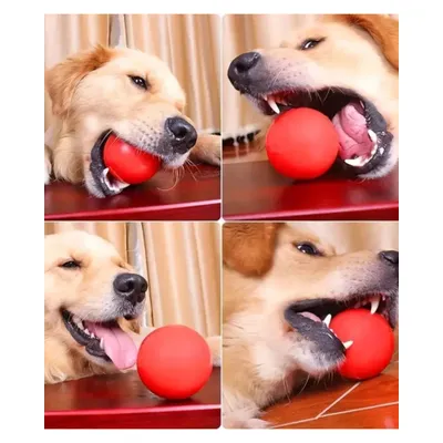 Fester, federnder Hundeball