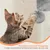 Yaheetech Arbre à Chat Multiniveau avec Perchoir Yaheetech Arbre à Chat Multiniveau avec Perchoir