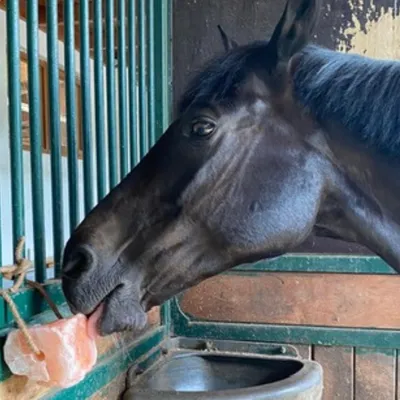 Lyra Horse® Pierre à lécher au sel Himalaya avec corde