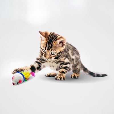 Lyra Pet® souris de jeu pour chats
