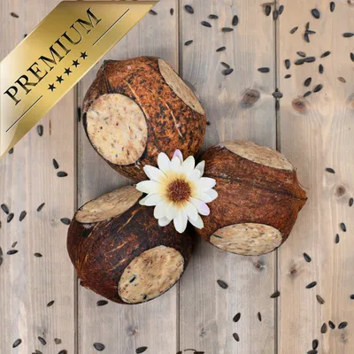 Lyra Pet® Noix de coco farcie avec trous