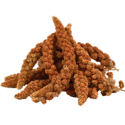 Lyra Pet® Millet en grappe rouge Lyra Pet® Millet en grappe rouge