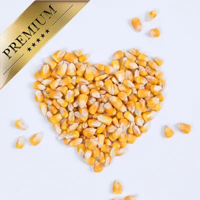 Lyra Pet® Maïs grain Maïs fourrager