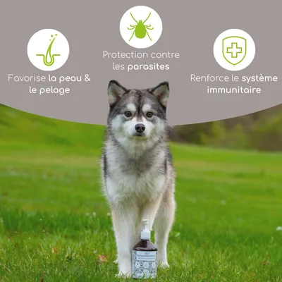 Wolfsbacher Natur Huile de nigelle bio pour chiens