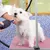 Yaheetech Table de Toilettage pour Chien
