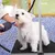 Yaheetech Table de Toilettage pour Chien