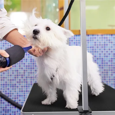 Yaheetech Table de Toilettage pour Chien