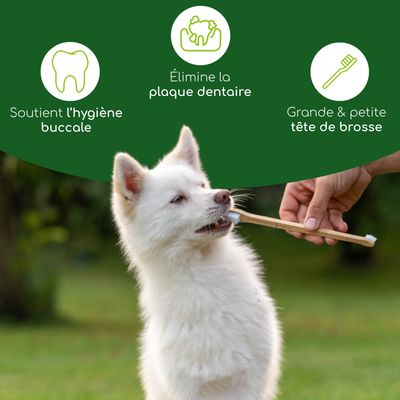 Wolfsbacher Natur Brosse à dents à manche en bambou pour chiens
