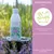 Wolfsbacher Natur Shampoo Anti Juckreiz Wolfsbacher Natur Shampoo Anti Juckreiz