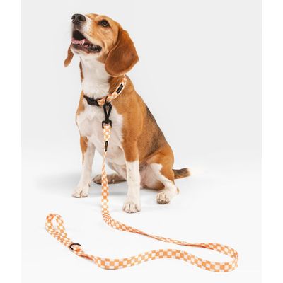 CAFIDE Collier PET recyclé, JUNO
