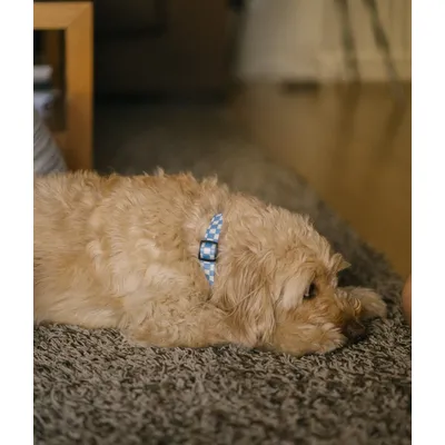 CAFIDE Collier PET recyclé, JUNO