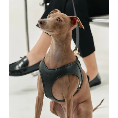 CAFIDE Harnais en matière vegan, JALA