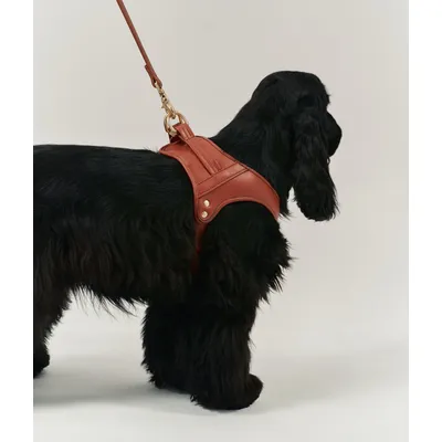 CAFIDE Harnais en matière vegan, JALA