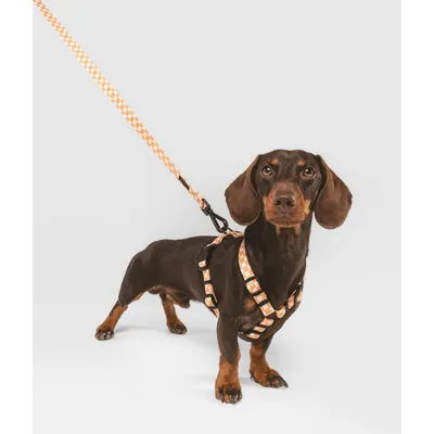 CAFIDE Laisse PET recyclé, JUNO