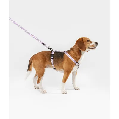 CAFIDE Laisse PET recyclé, JUNO